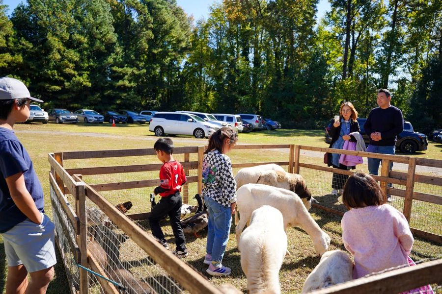 Children meeting the sheep and ducks in the animal pen